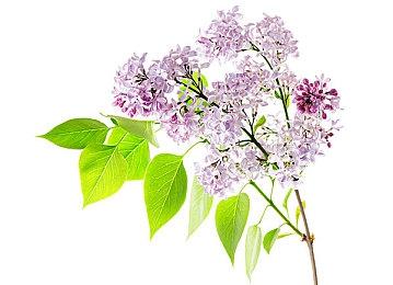 《心灵杀手2》照片模式2024年春季推出 免费更新